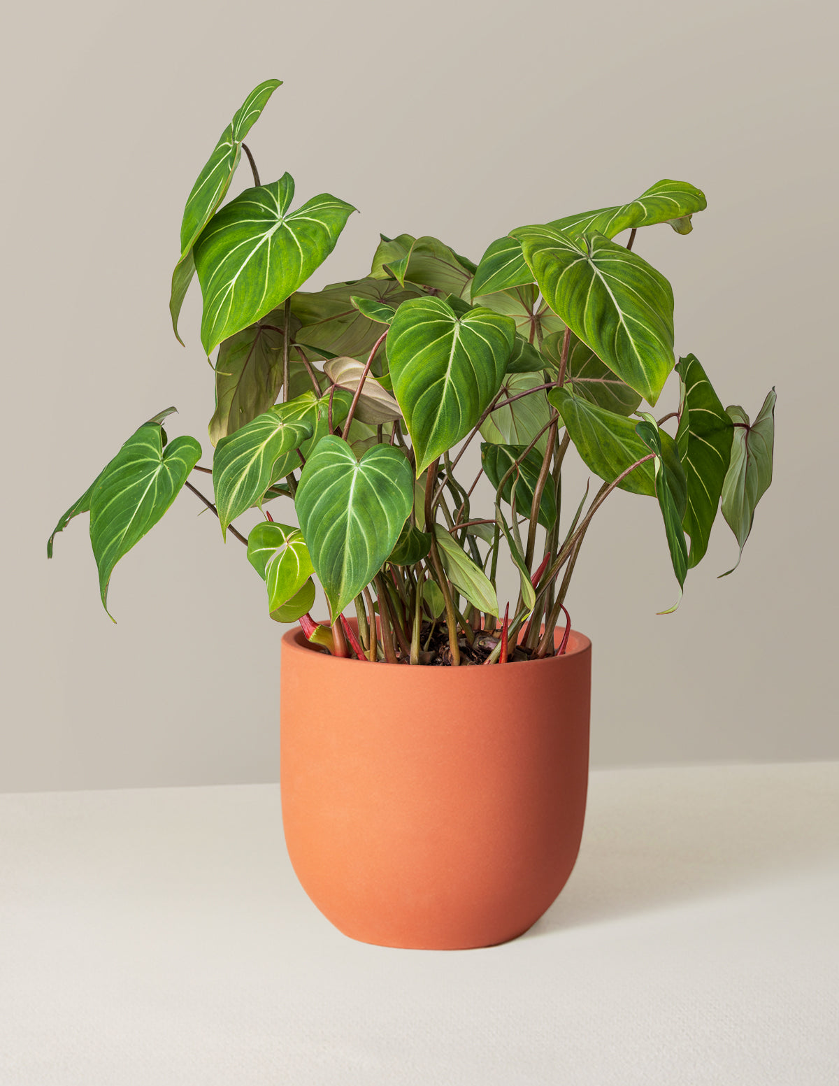 philodendron gloriosum soil Philodendron Gloriosum | Unique Plants for Delivery