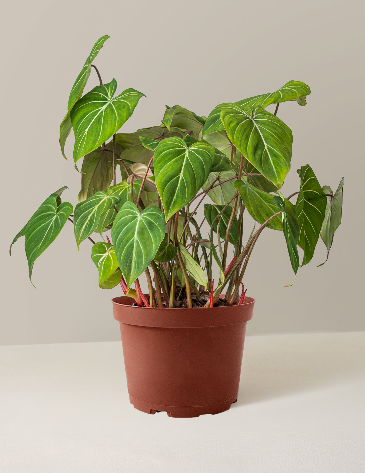 bundle | Medium | Grow Pot