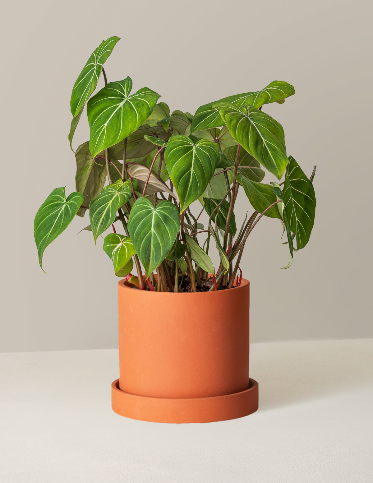 Philodendron Gloriosum | Easy Care Houseplant – All About