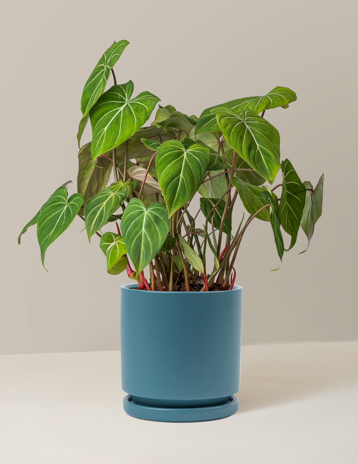 repotting philodendron gloriosum Philodendron Gloriosum | Unique Plants for Delivery
