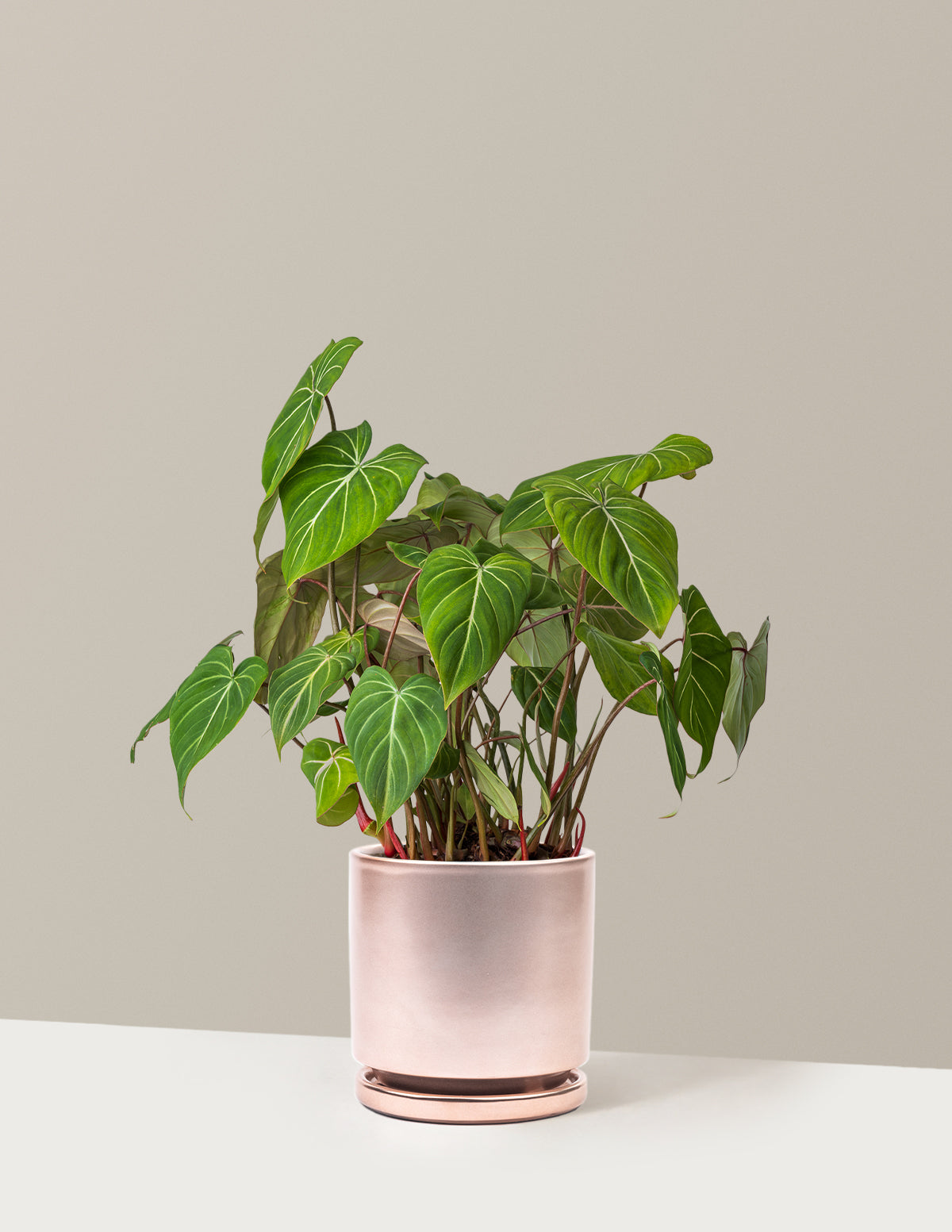Philodendron Gloriosum