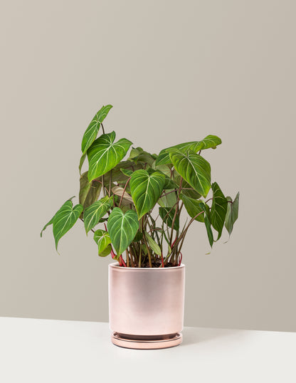 Philodendron Gloriosum