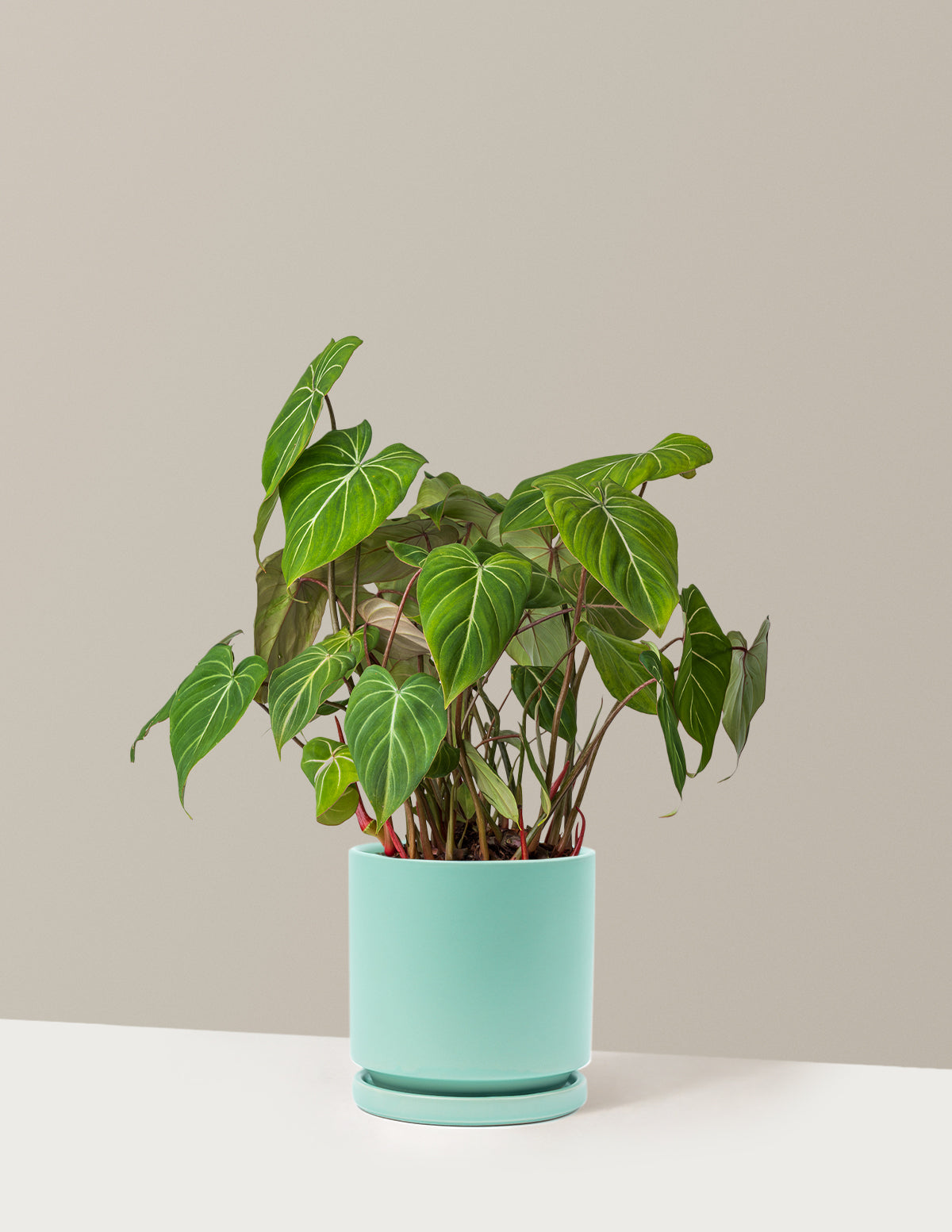 Philodendron Gloriosum