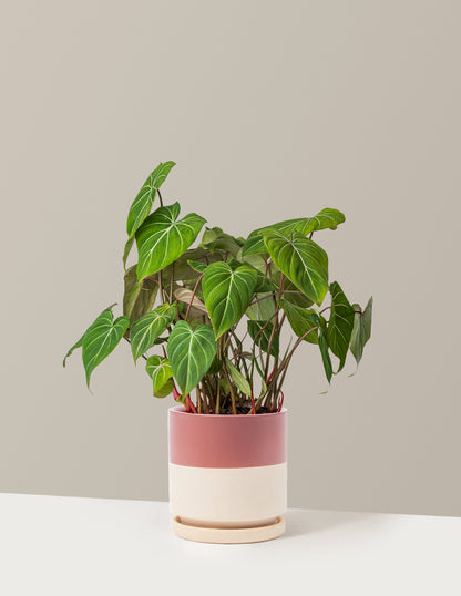 Philodendron Gloriosum
