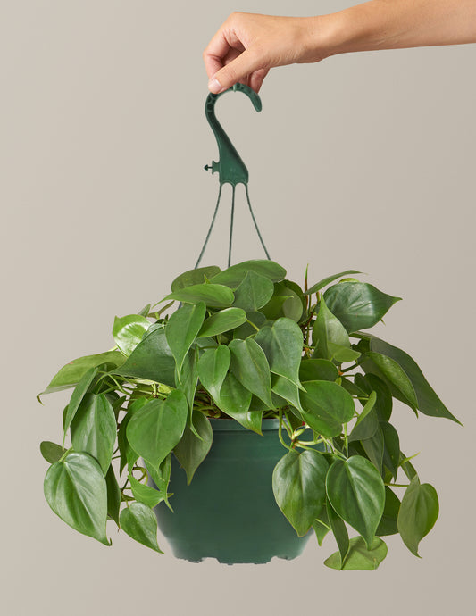 Heartleaf Philodendron Hanging Basket
