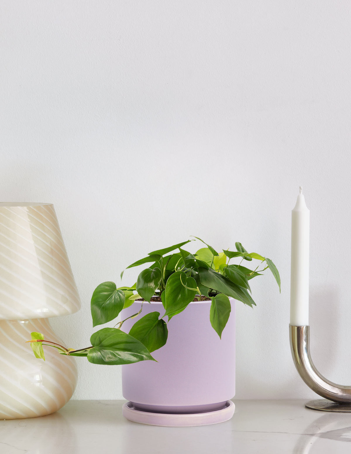 best philodendron for indoors Heartleaf Philodendron Houseplant with Planter - Medium (5"-8" tall) Lavender Planter