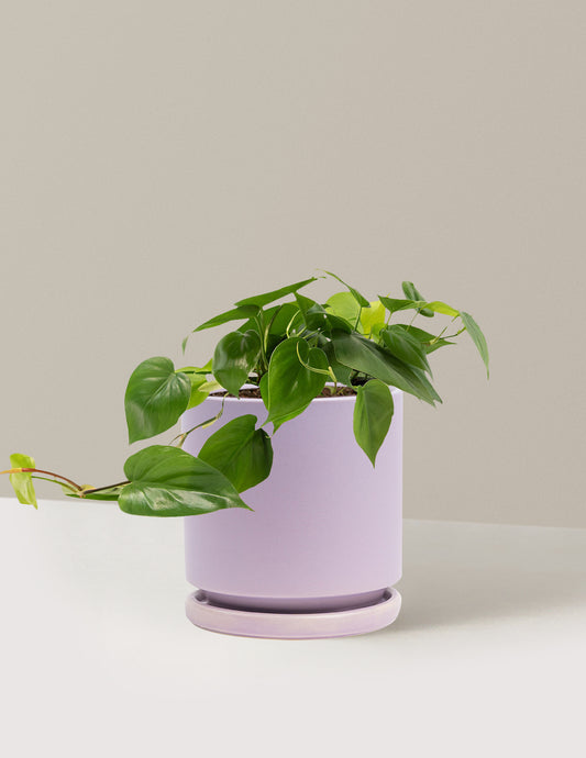 Heartleaf Philodendron