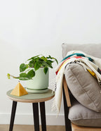 Heartleaf Philodendron