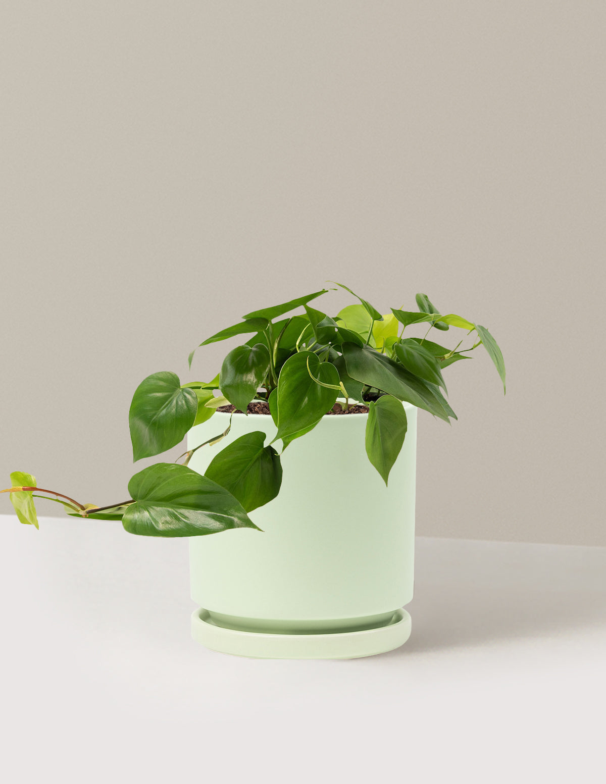 Heartleaf Philodendron