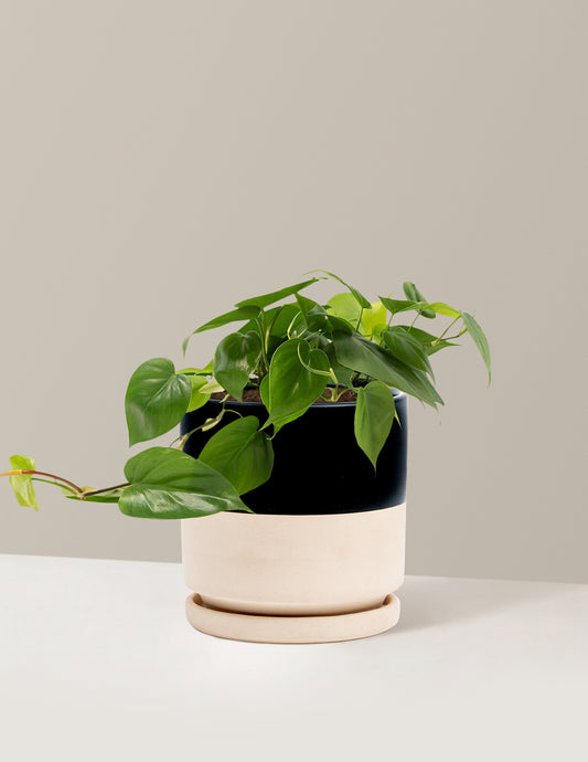 Heartleaf Philodendron