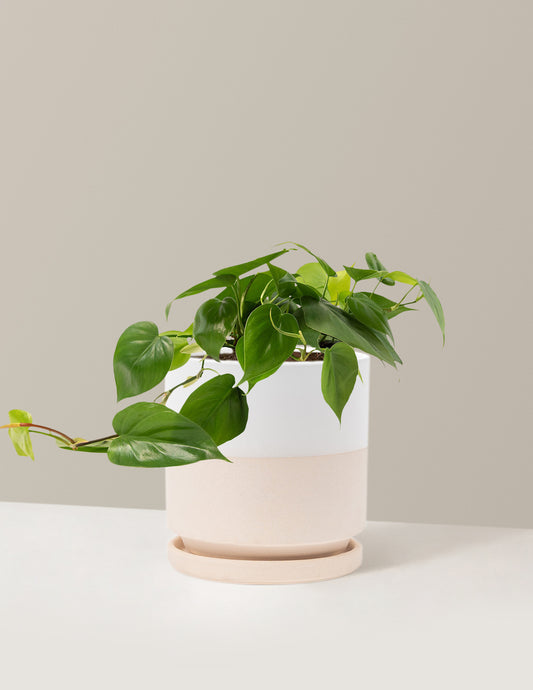 Heartleaf Philodendron