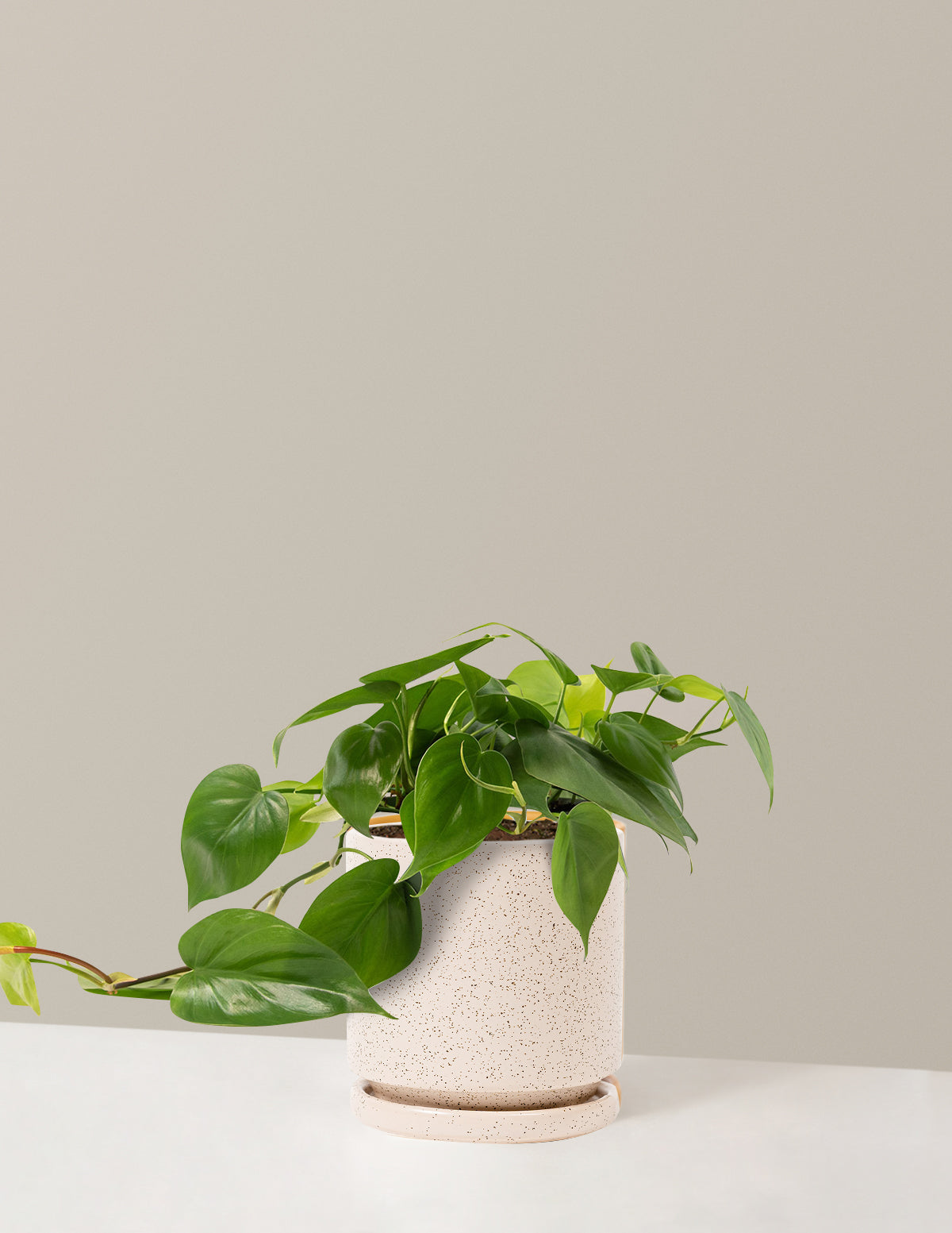 bundle | Medium | Isabella | White Sesame