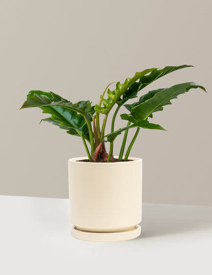 philodendron boogie woogie Philodendron Jungle Boogie | Unique Plants for Delivery