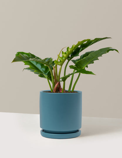 Philodendron Jungle Boogie