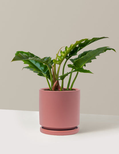 Philodendron Jungle Boogie