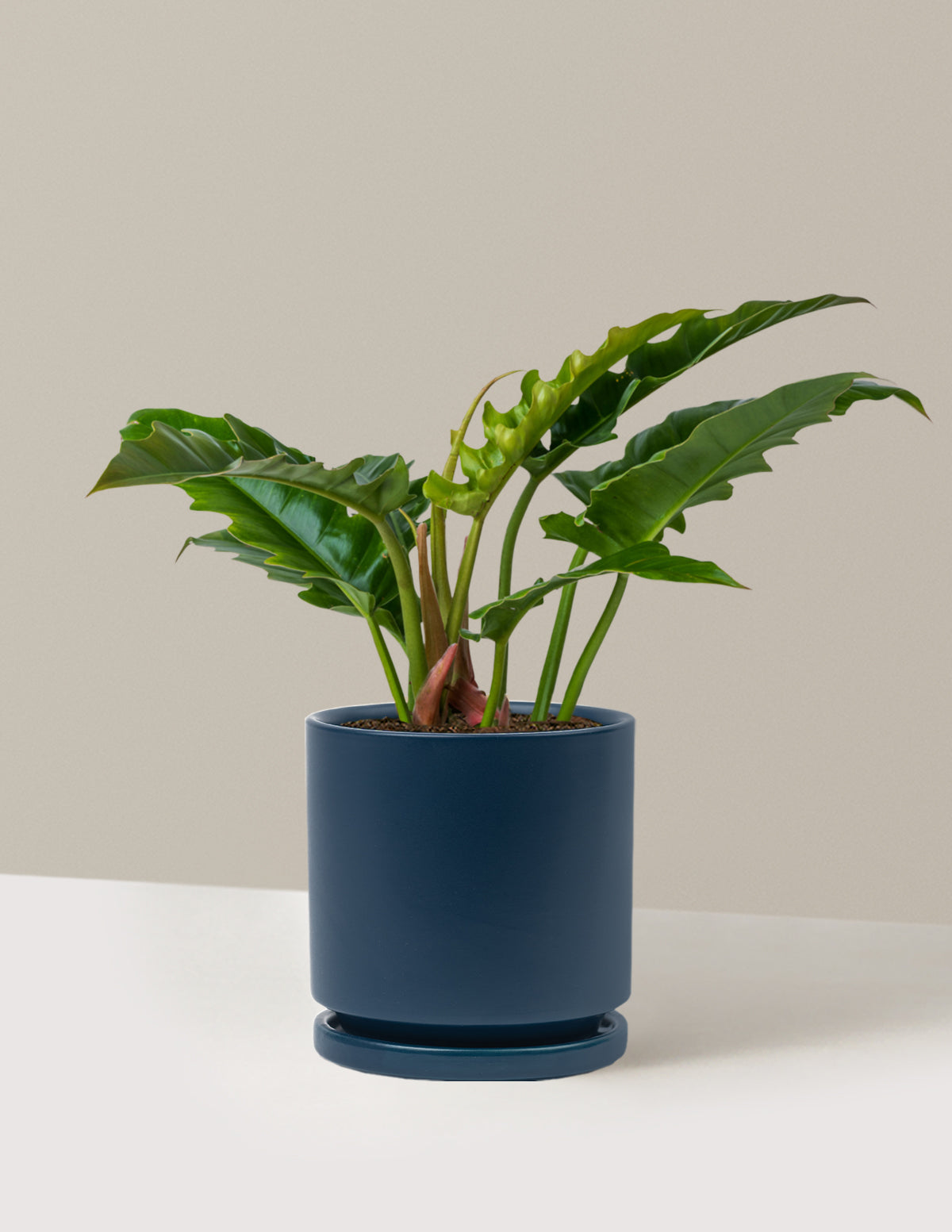 Philodendron Jungle Boogie