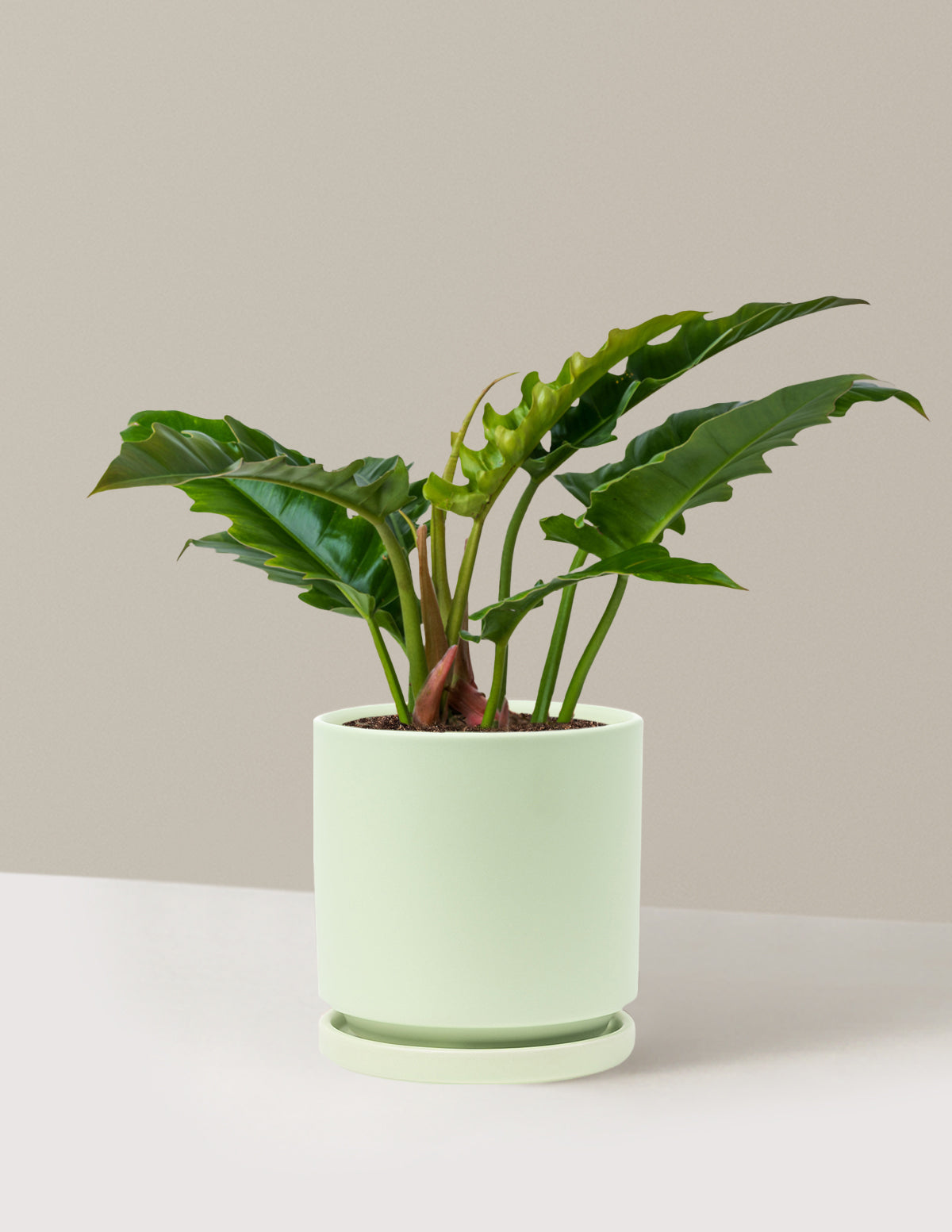 Philodendron Jungle Boogie