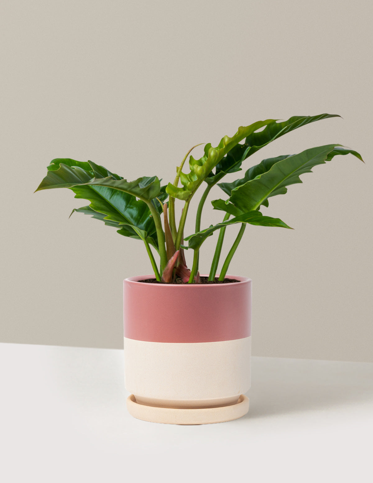Philodendron Jungle Boogie