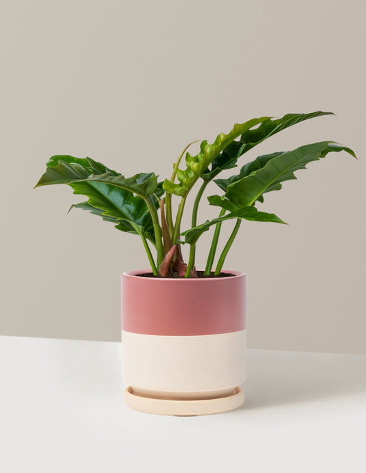 Philodendron Jungle Boogie