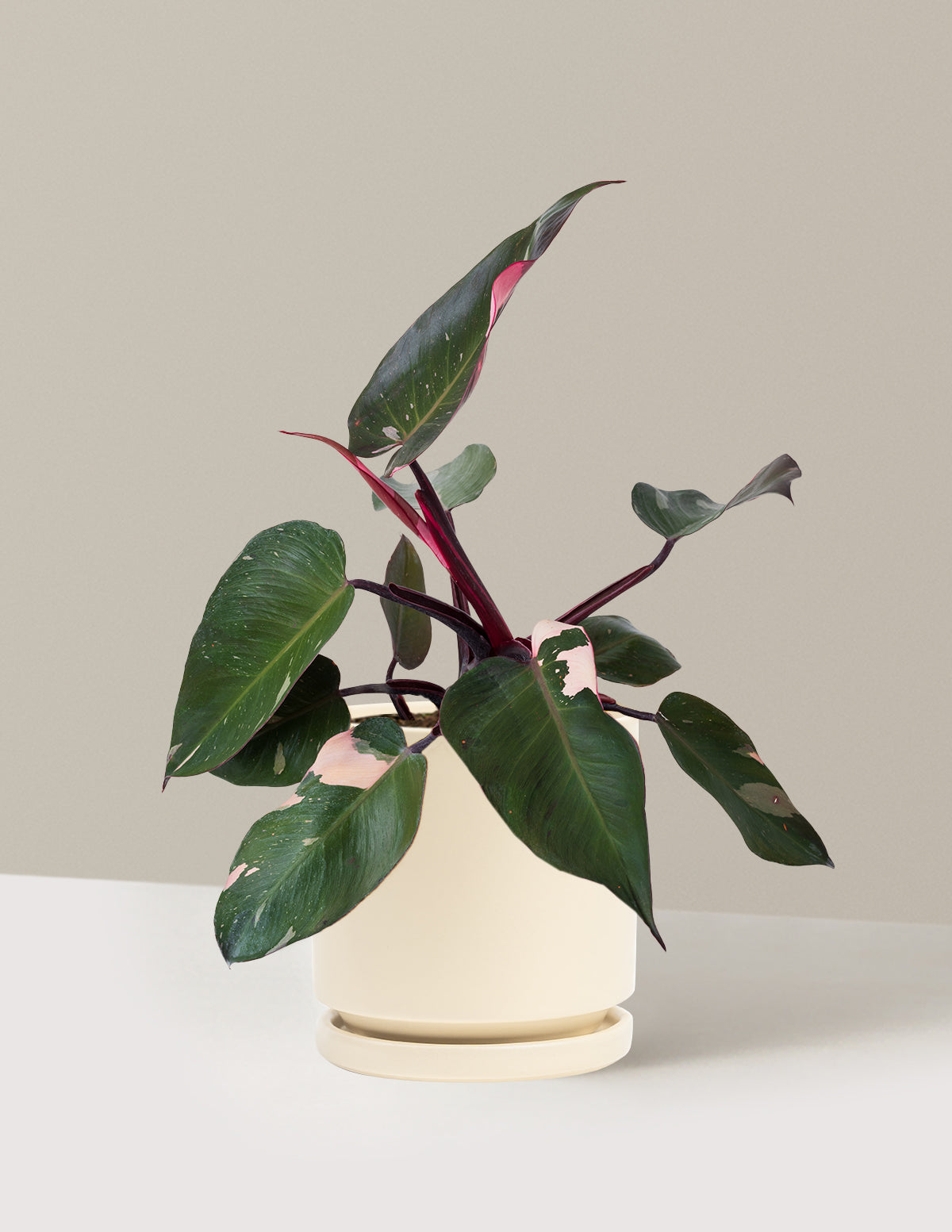 Philodendron Pink Princess