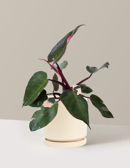 Philodendron Pink Princess