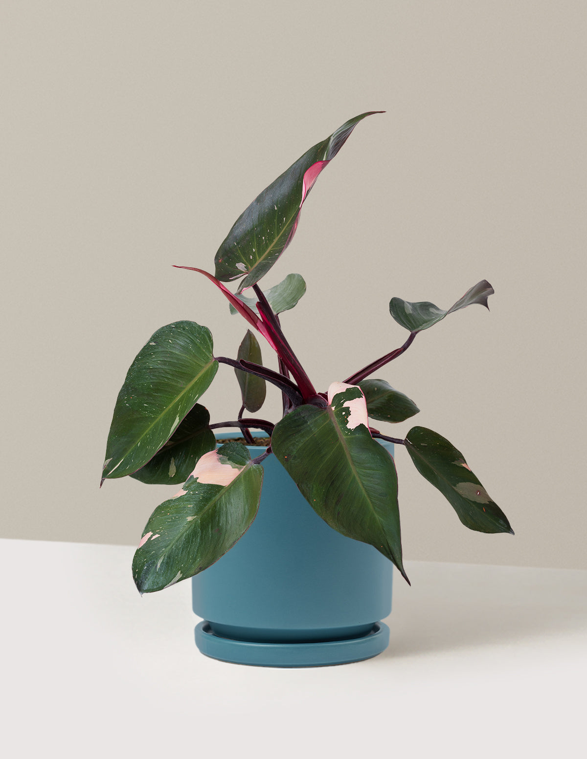 Philodendron Pink Princess