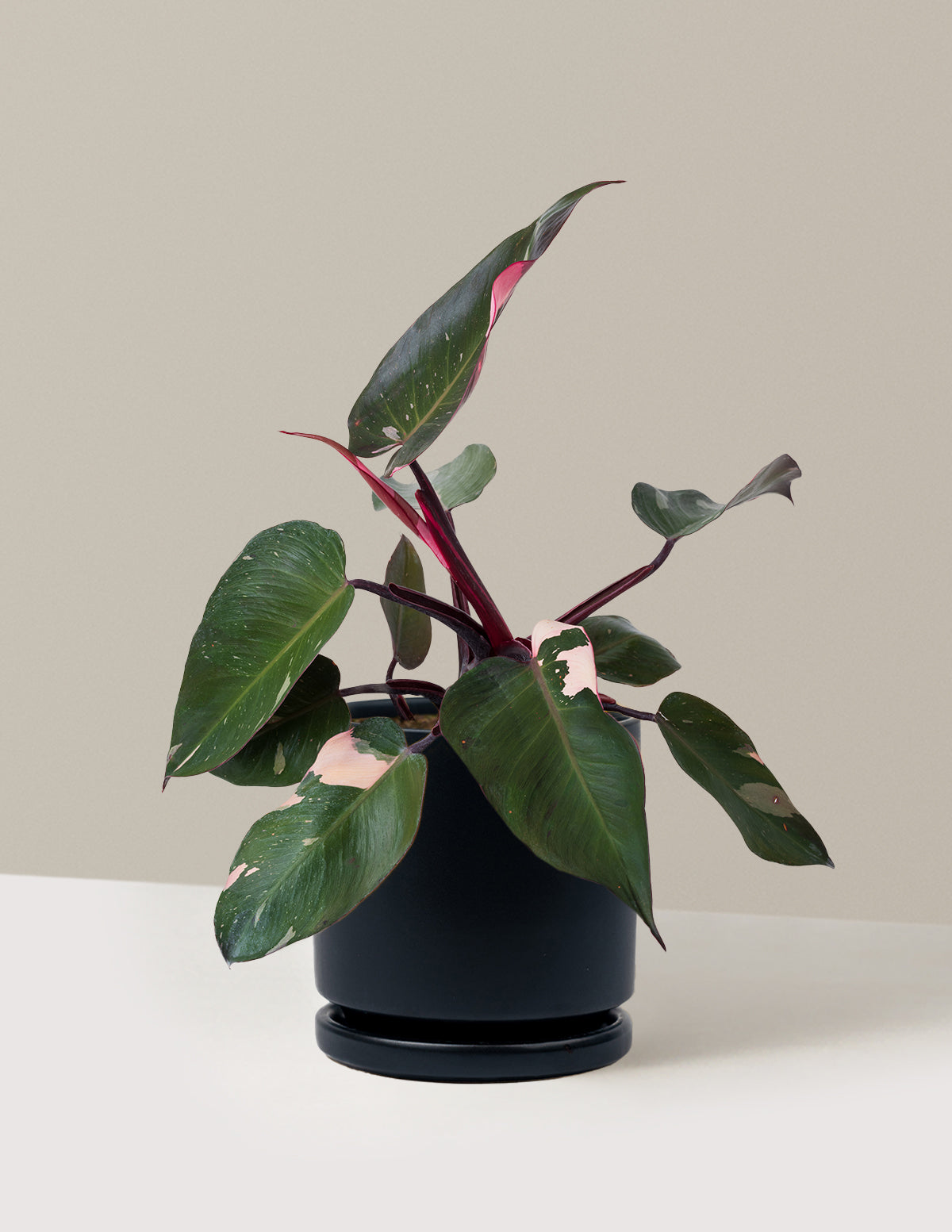 philodendron for sale melbourne Philodendron Pink Princess Houseplant with Planter - Medium ( 7"-12" tall) Top Half Dusty Rose Planter