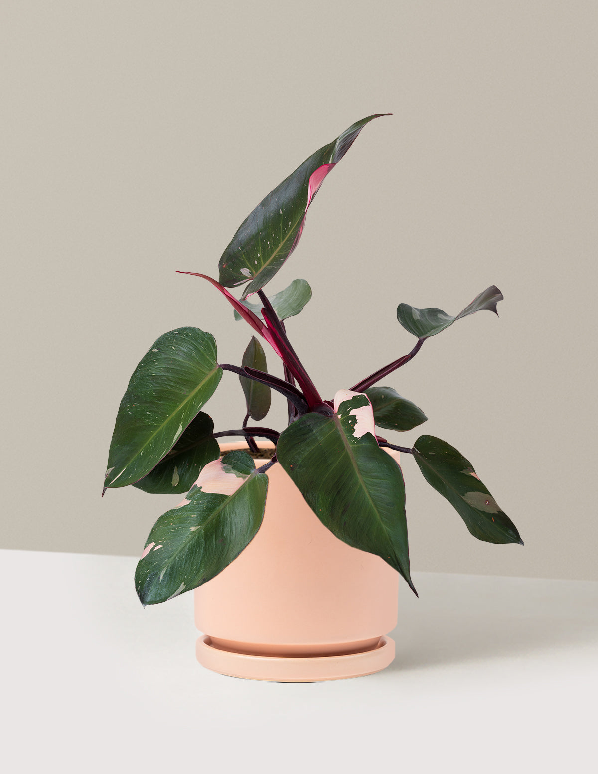 Philodendron Pink Princess