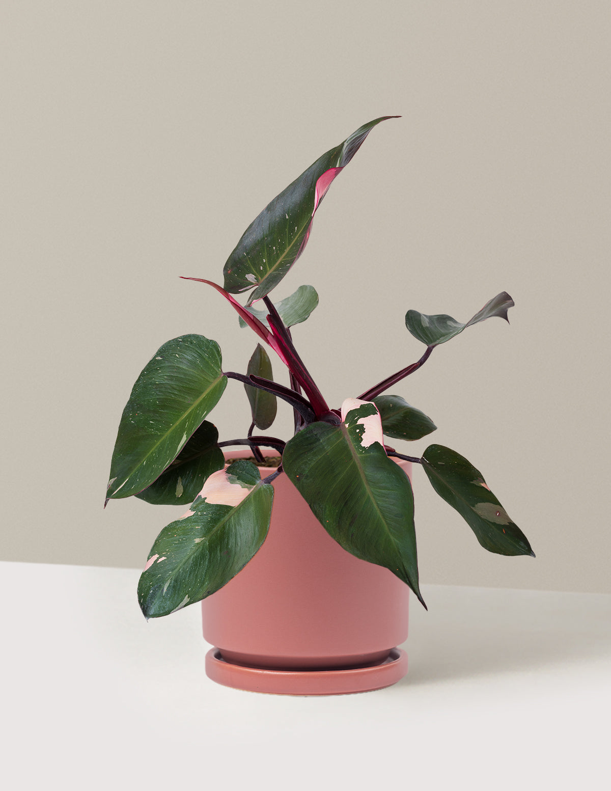Philodendron Pink Princess