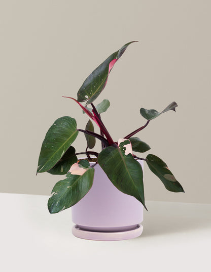 Philodendron Pink Princess
