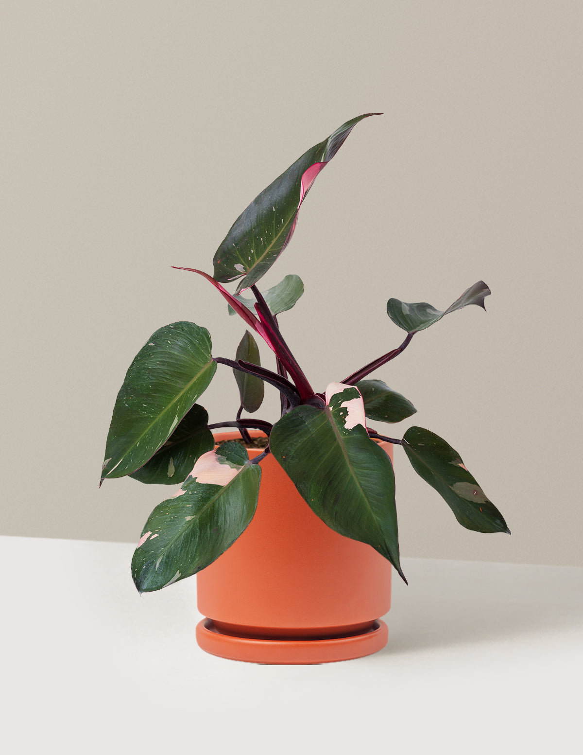 Philodendron Pink Princess