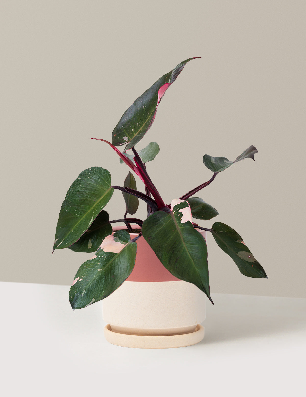 Philodendron Pink Princess
