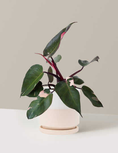 indian princess philodendron Philodendron Pink Princess Houseplant with Planter - Small (4"-9" tall) White Planter