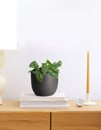 Philodendron Silver