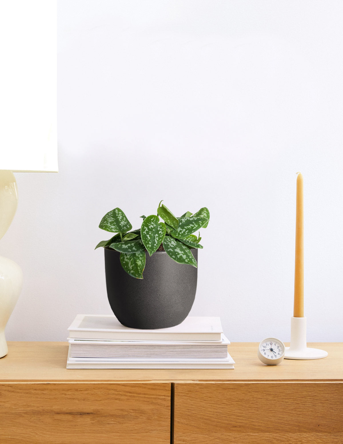 Philodendron Silver