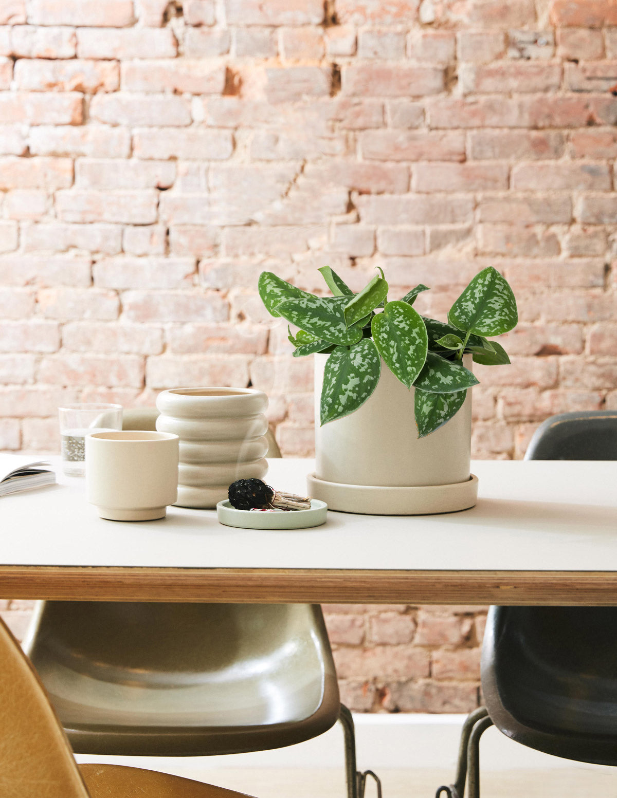 Philodendron Silver