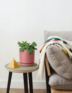 Philodendron Silver