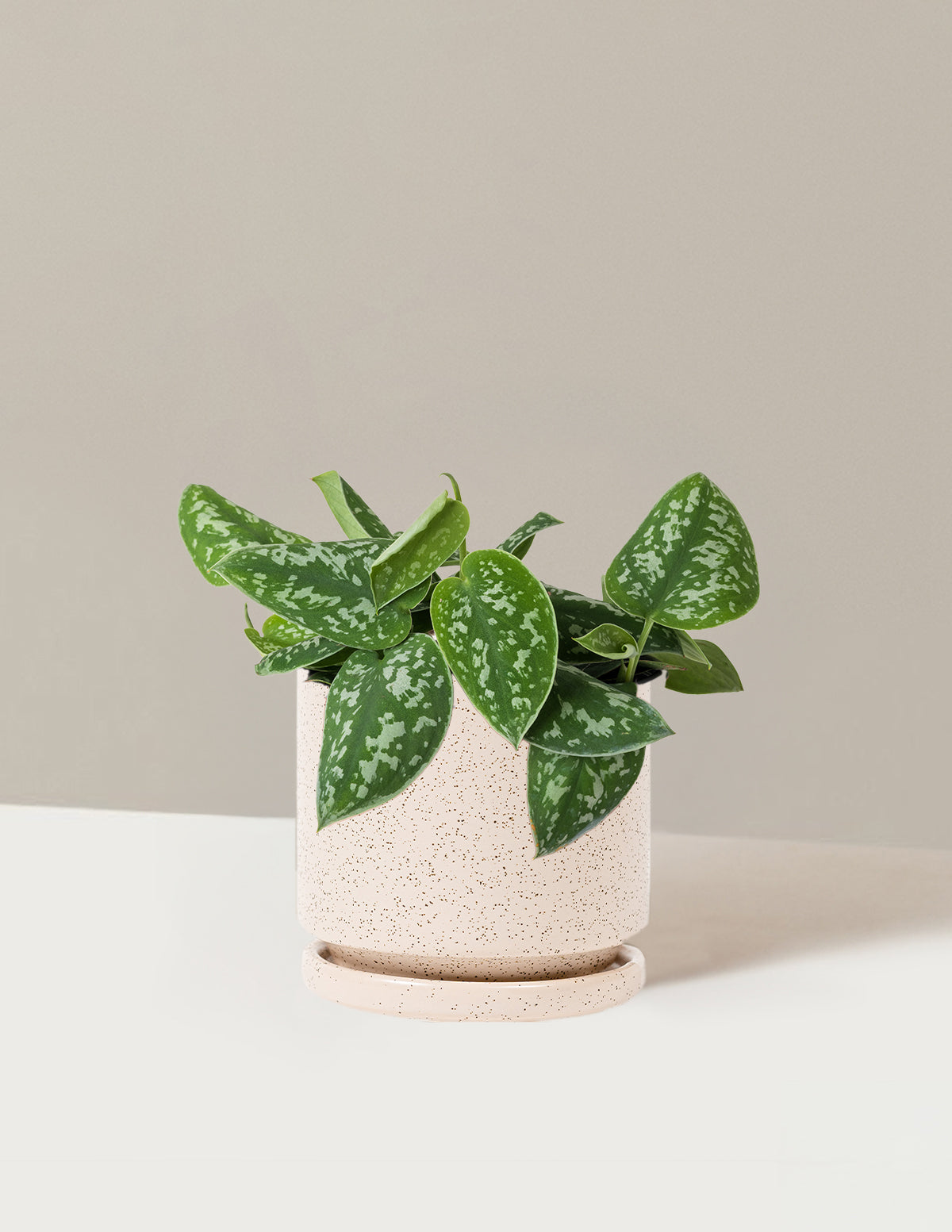 bundle | Medium | Isabella | White Sesame