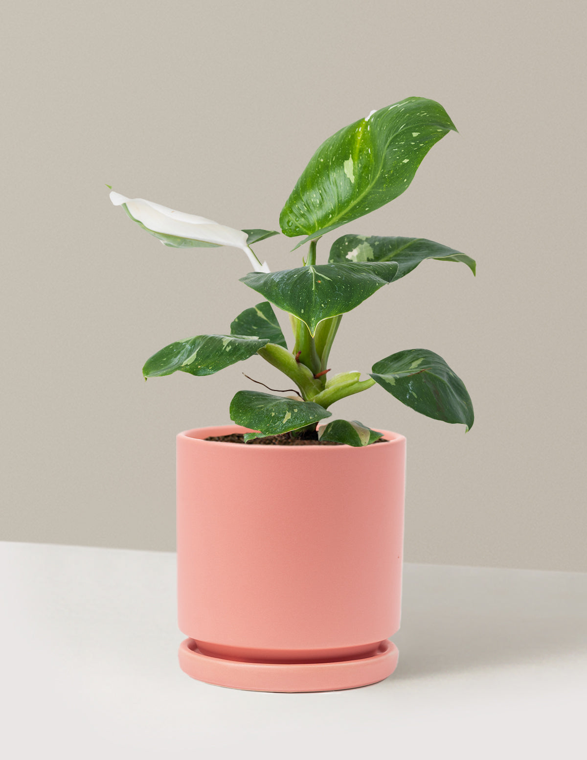 Philodendron White Knight