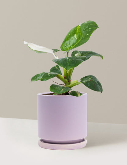 lilac or philodendron Philodendron White Knight | Houseplants for Delivery