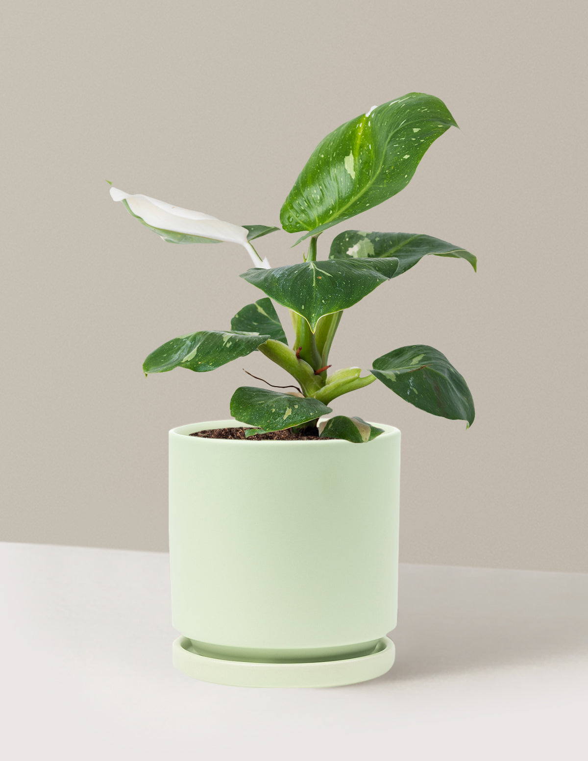 Philodendron White Knight