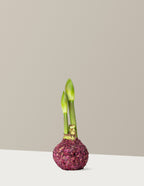 Waxed Amaryllis Bulb