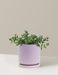 bundle | Medium | Isabella | Lavender