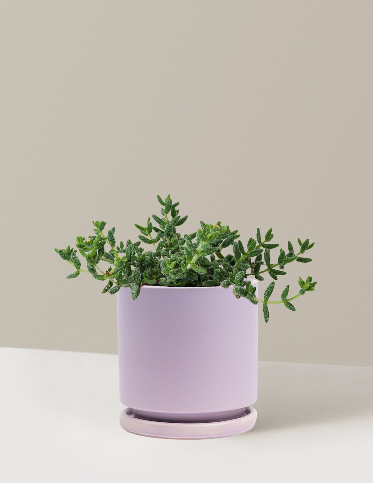 bundle | Medium | Isabella | Lavender