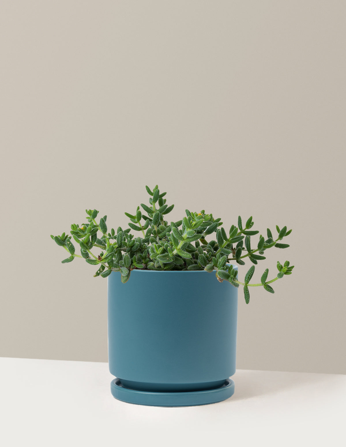 bundle | Medium | Isabella | Antique Teal