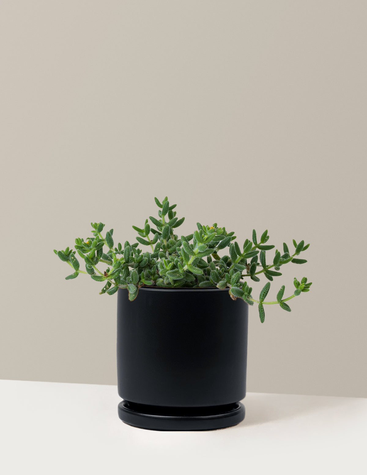 Pickle Plant