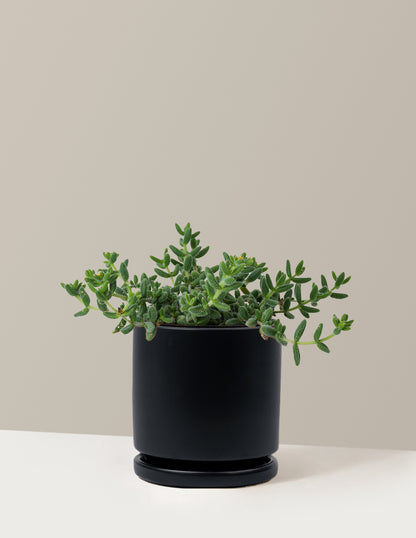 Pickle Plant