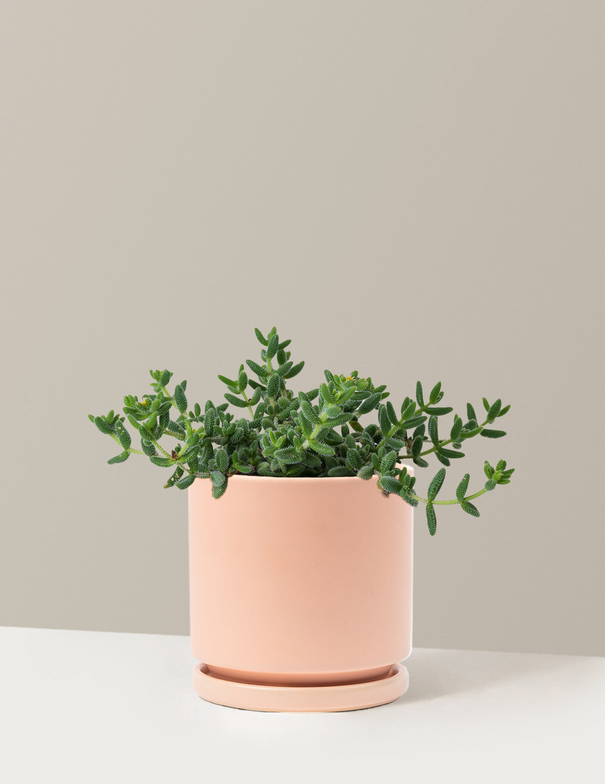 Pickle Plant