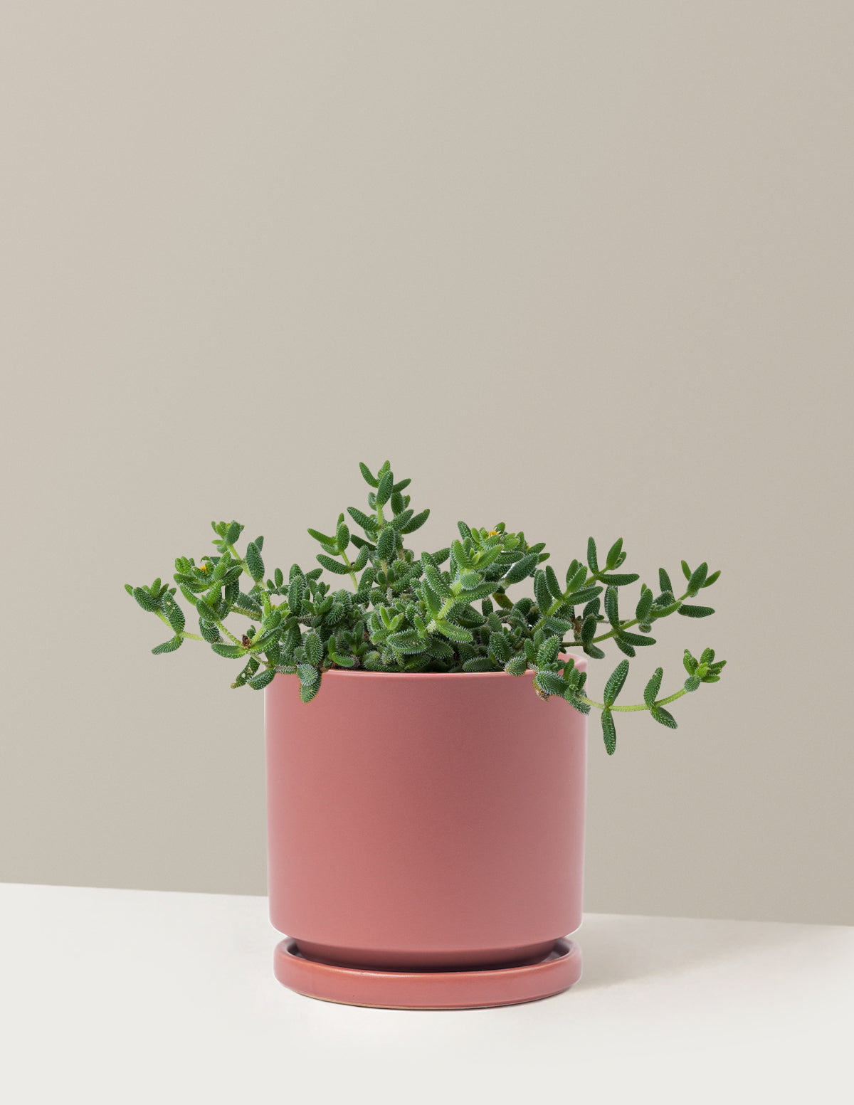 Pickle Plant