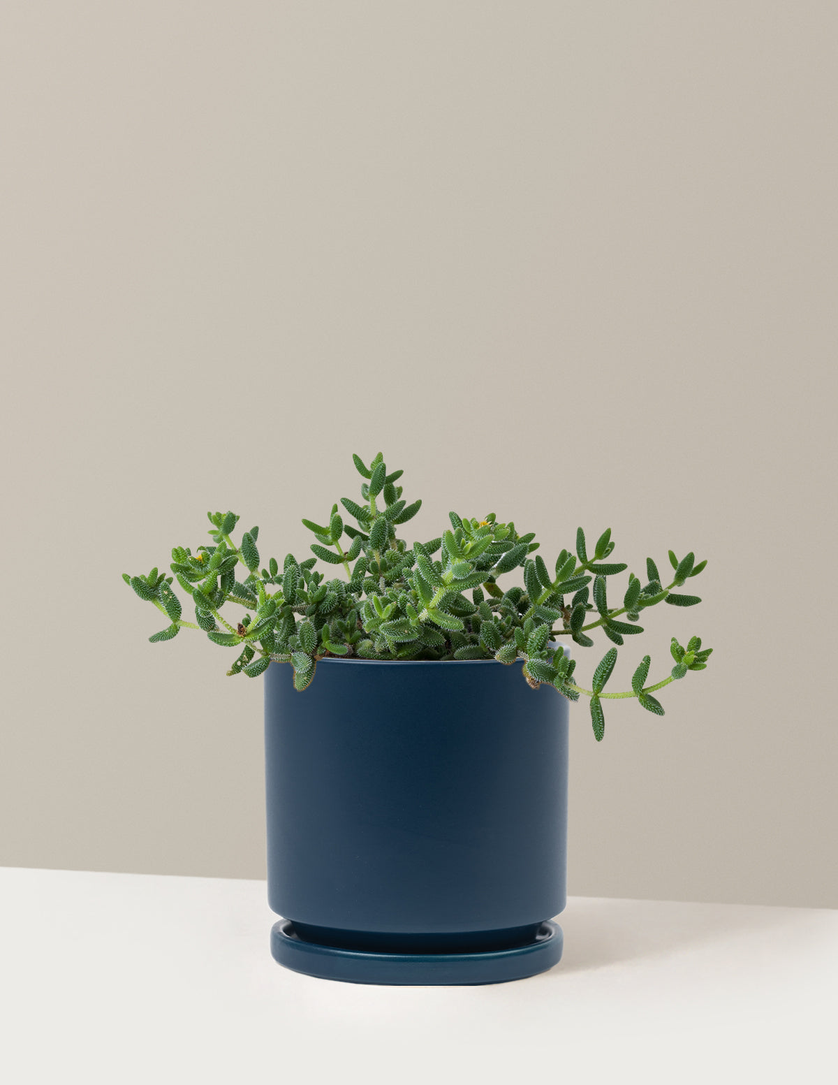 Pickle Plant